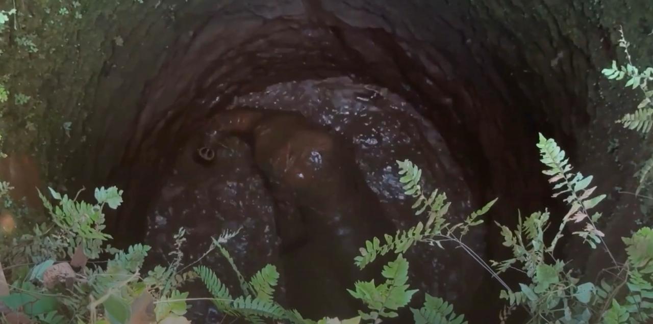 Elefante bebé cae a pozo con agua.