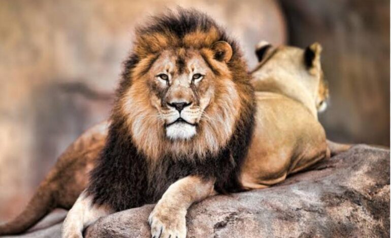 Muere devorado por un león.