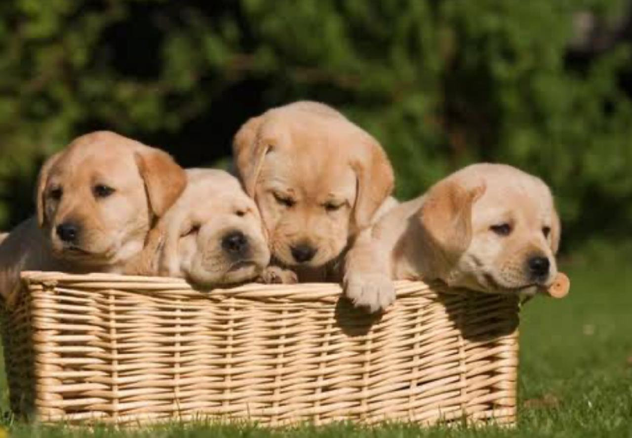 Parvovirus.