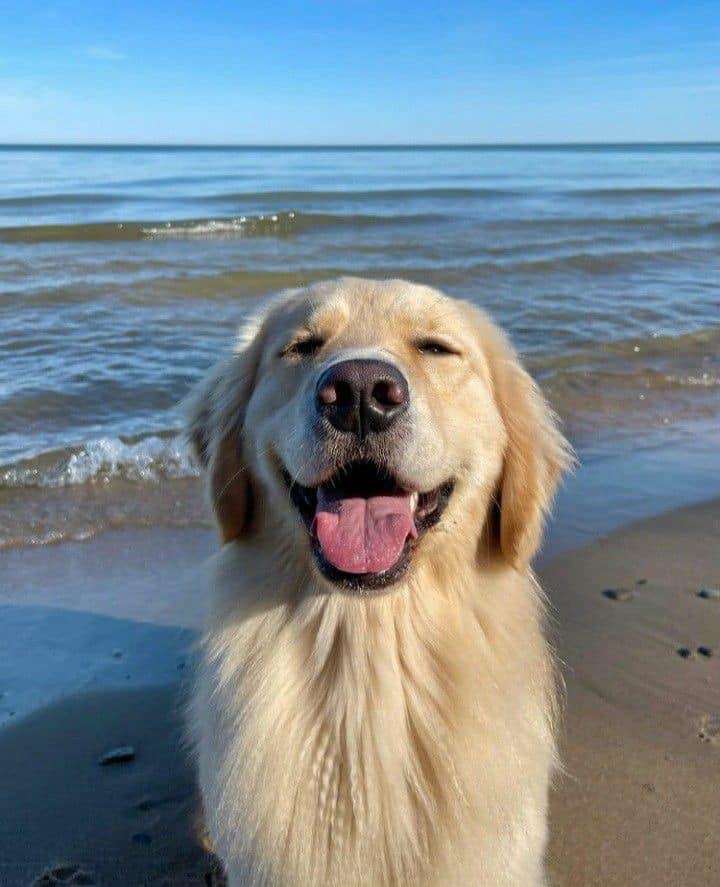 Esteriliza a tu mascota.