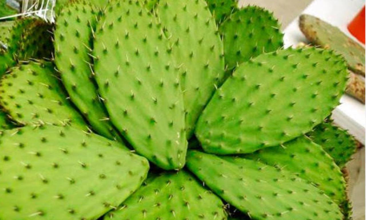 Existen Plantas que cuidan el agua.