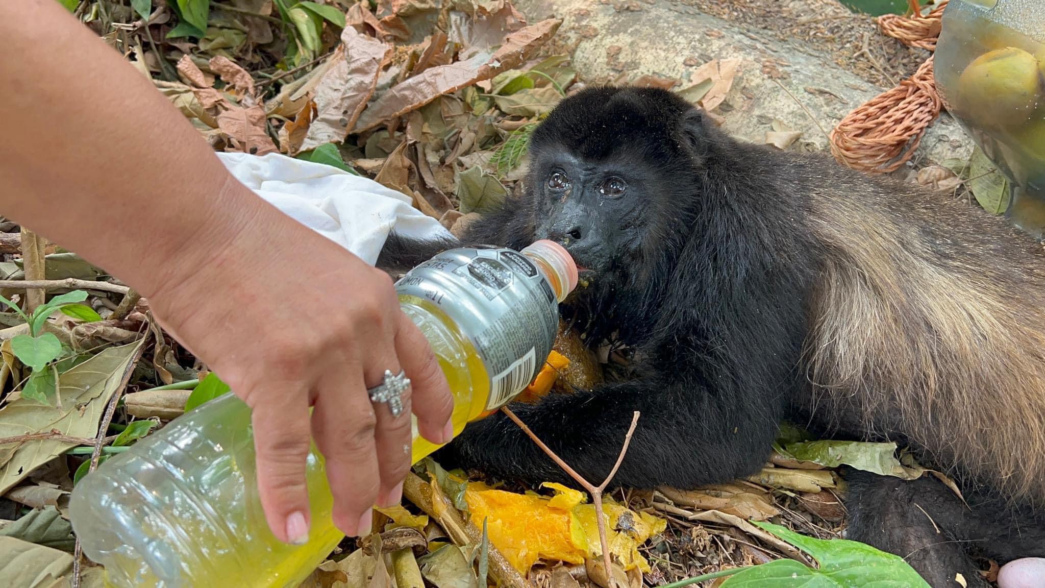 Atienden a monos aulladores afectados por las altas temperaturas.