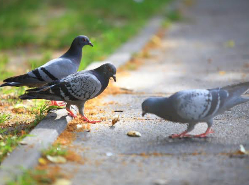 Diversos medios ecológicos recomiendan envolver en un papel el chicle consumido debido a que los pajaritos se sienten atraídos por el olor dulce del chicle, y al comérselo se les pega en su pequeño pico, provocando que mueran sofocados.