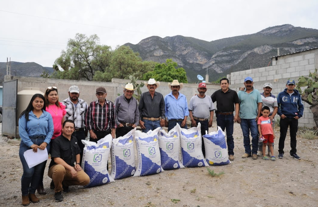 Impulsan siembra de avena forrajera en Miquihuana.