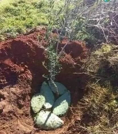 Un método ingenioso para ayudar a los árboles a crecer en lugares secos.