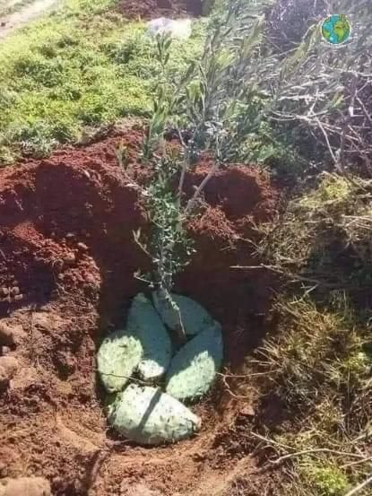 Un método ingenioso para ayudar a los árboles a crecer en lugares secos.