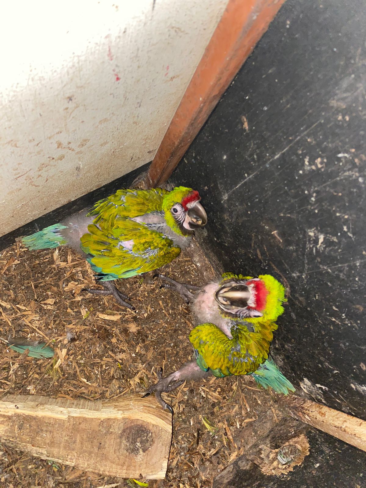 Nacen en Zoológico Tamatán dos polluelos de Guacamaya Verde del Golfo: CPBT.