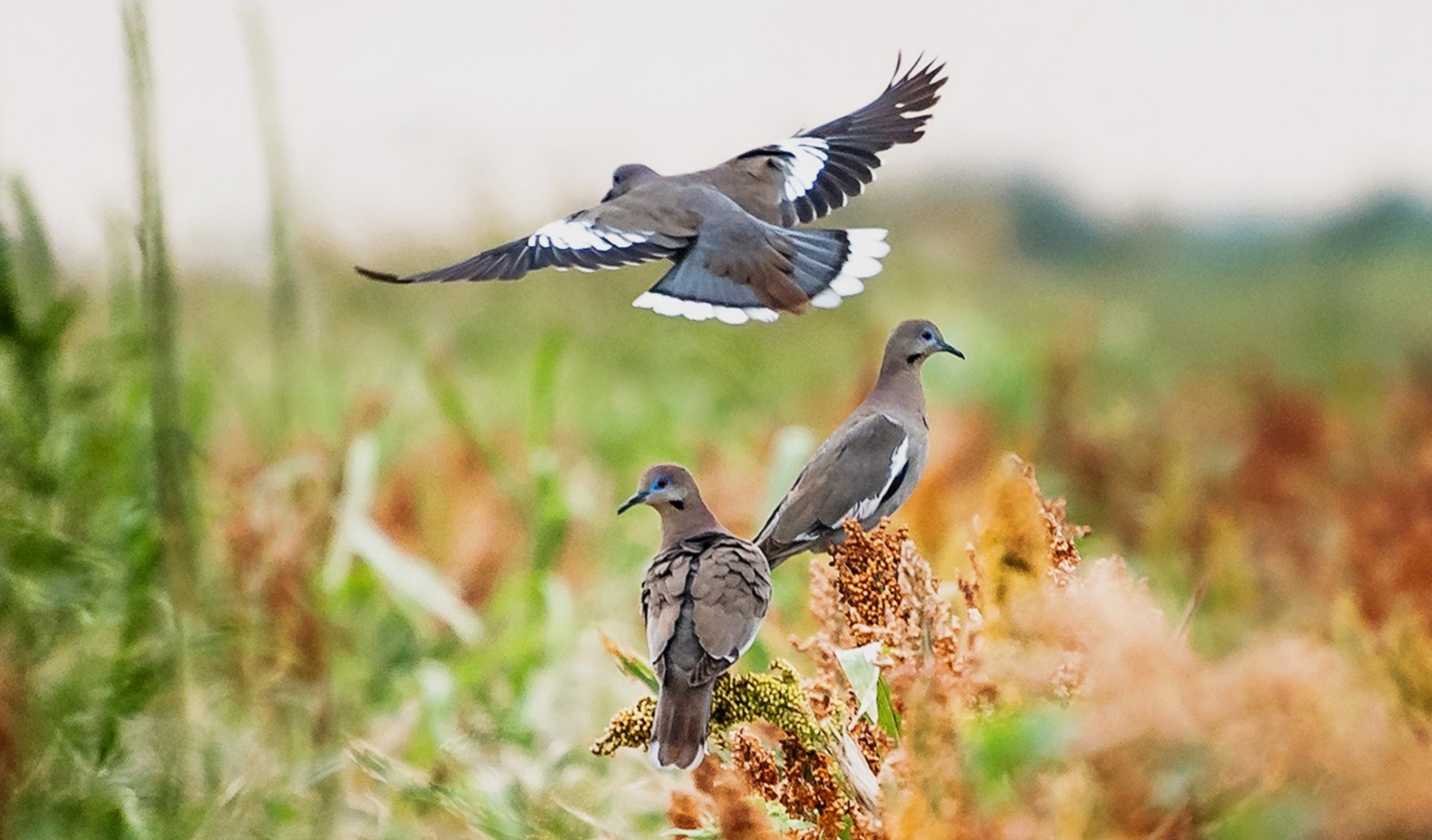 Inicia temporada de caza de paloma ala blanca 2024.