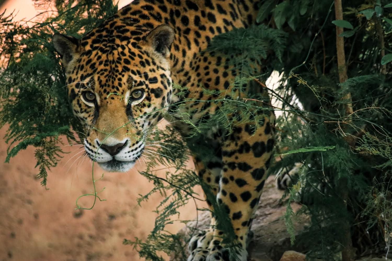 Unen esfuerzos en pro de la flora y fauna, Nuevo León, Coahuila y Tamaulipas.