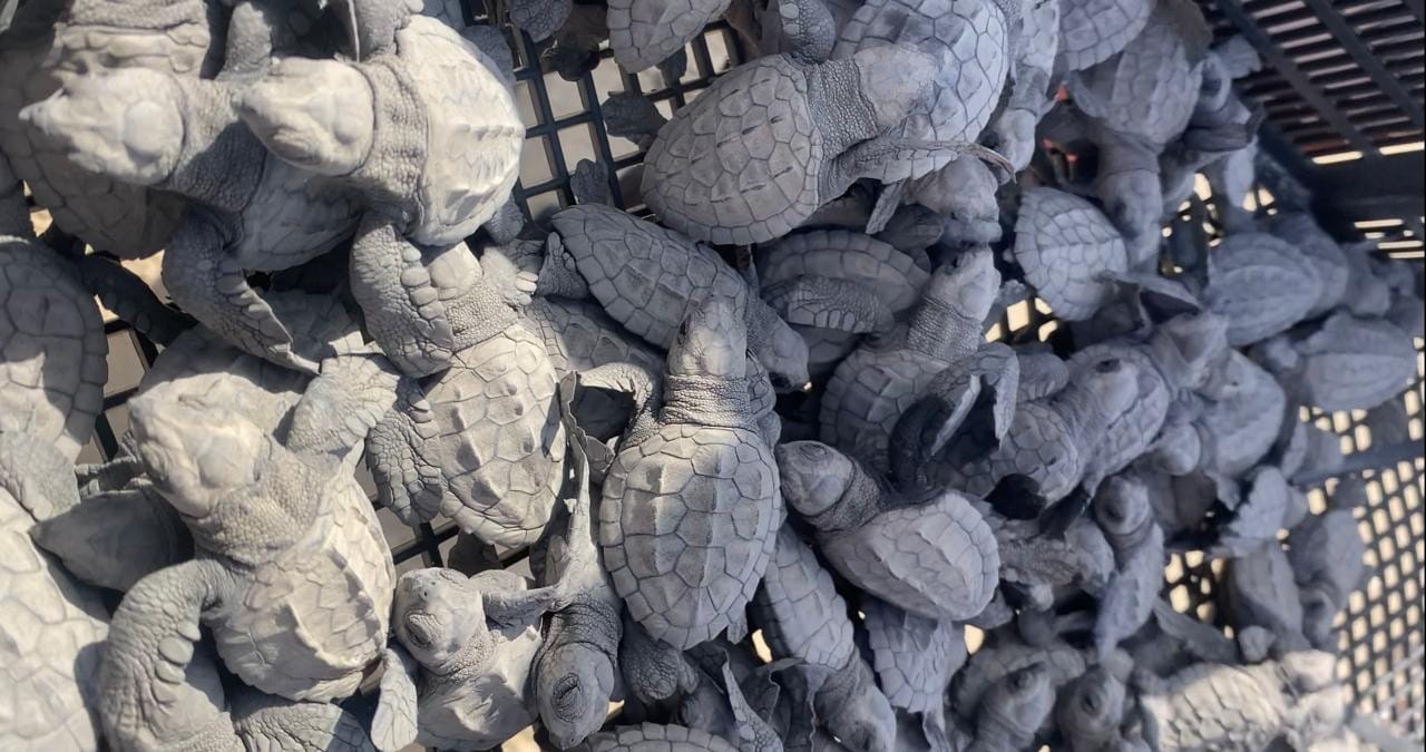Cerró temporada de tortuga lora con 150 mil crías liberadas al mar