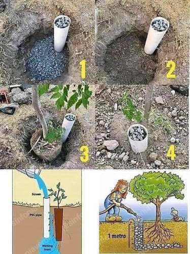 Plantando árboles…