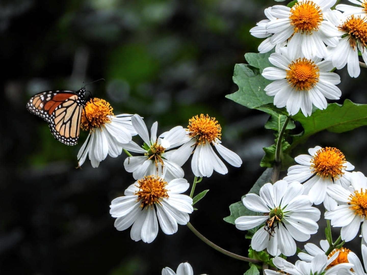 Analizarán estrategias en pro de la mariposa monarca en el Museo Tamux