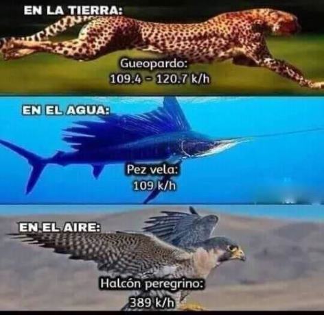 La especie más rápida en el mundo: