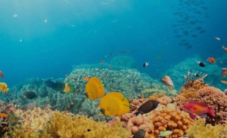 La Gran Barrera de Coral, en las costas de Australia, es el ser vivo más grande de la Tierra, y se extiende a lo largo de más de 2.000 km.