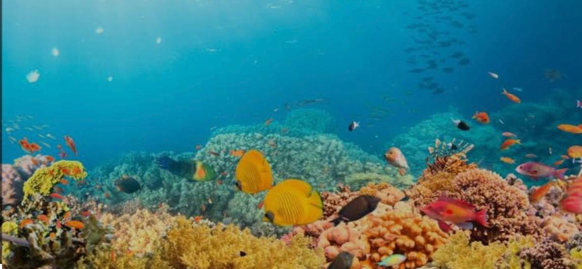 La Gran Barrera de Coral, en las costas de Australia, es el ser vivo más grande de la Tierra, y se extiende a lo largo de más de 2.000 km.