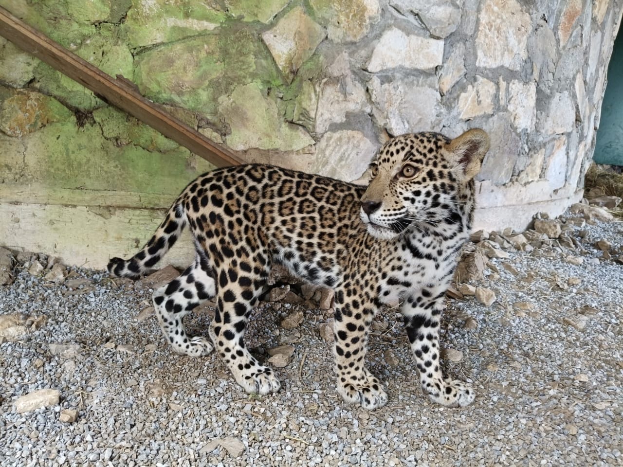 Llegan cachorros de jaguar al Parque Ecológico Biósfera El Cielo