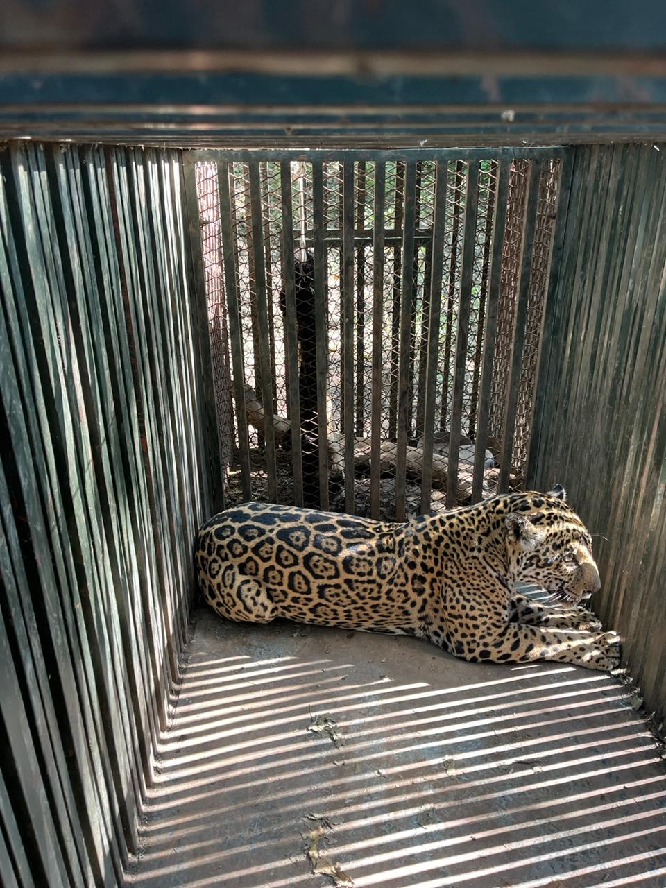 Instala Comisión de Parques collar de monitoreo en jaguar