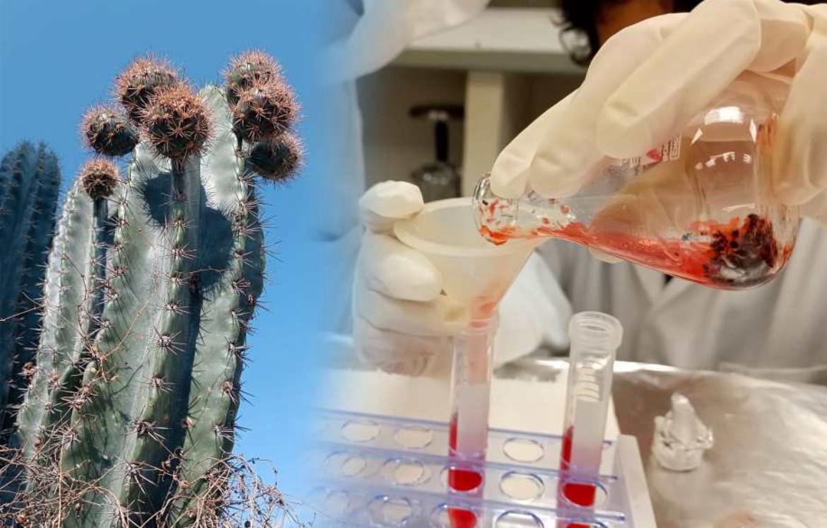 Analizan potencial antioxidante de la cáscara de pitaya