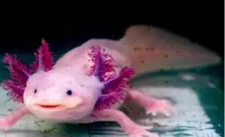 Animales en peligro de extinción.