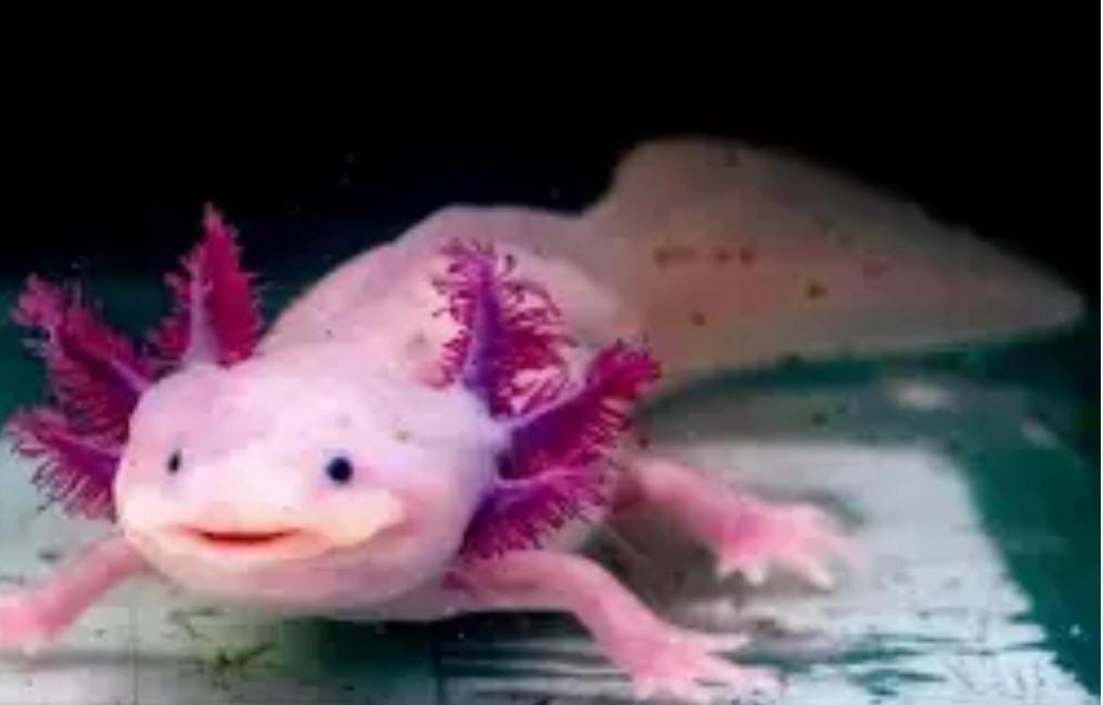 Animales en peligro de extinción.