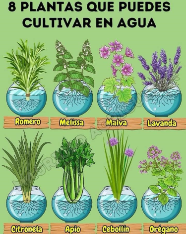 Plantas que puedes cultivar en agua.