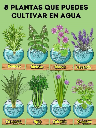 Plantas que puedes cultivar en agua.