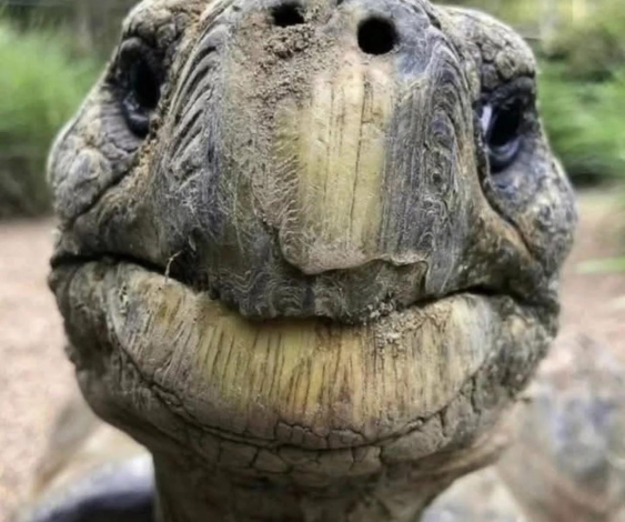 La cara de Jonathan y sus 192 años. Se trata de una tortuga gigante de las Seychelles que es hasta ahora el animal terrestre más antiguo con vida