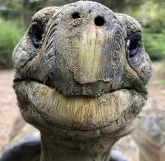 La cara de Jonathan y sus 192 años. Se trata de una tortuga gigante de las Seychelles que es hasta ahora el animal terrestre más antiguo con vida