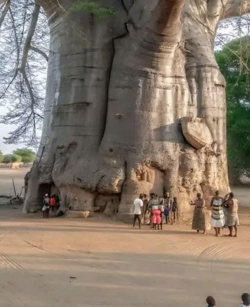 El baobab
