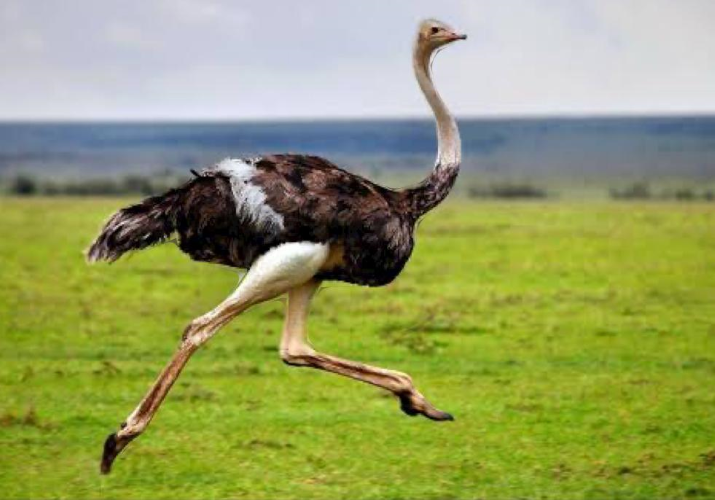 Las avestruces desarrollan alta velocidad al correr.