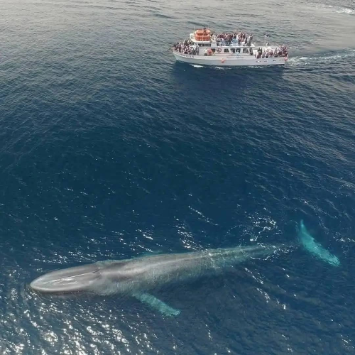 La ballena azul  cerca de un barco de 30 metros en comparación de escala.