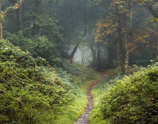 Bosques de roble Tomnafinnoge en el condado de Wicklow, el bosque de roble más antiguo que queda en Irlanda