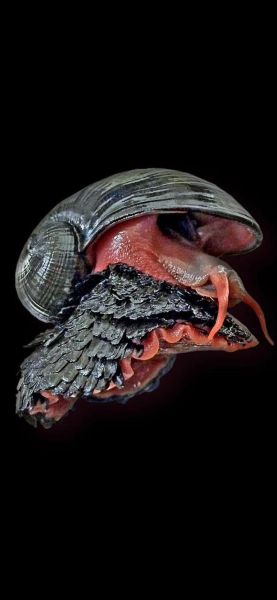 Caracol volcánico