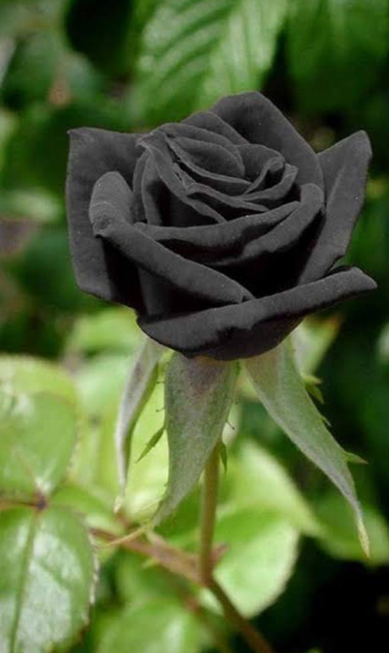 Las rosas negras, conocidas como “karagül”