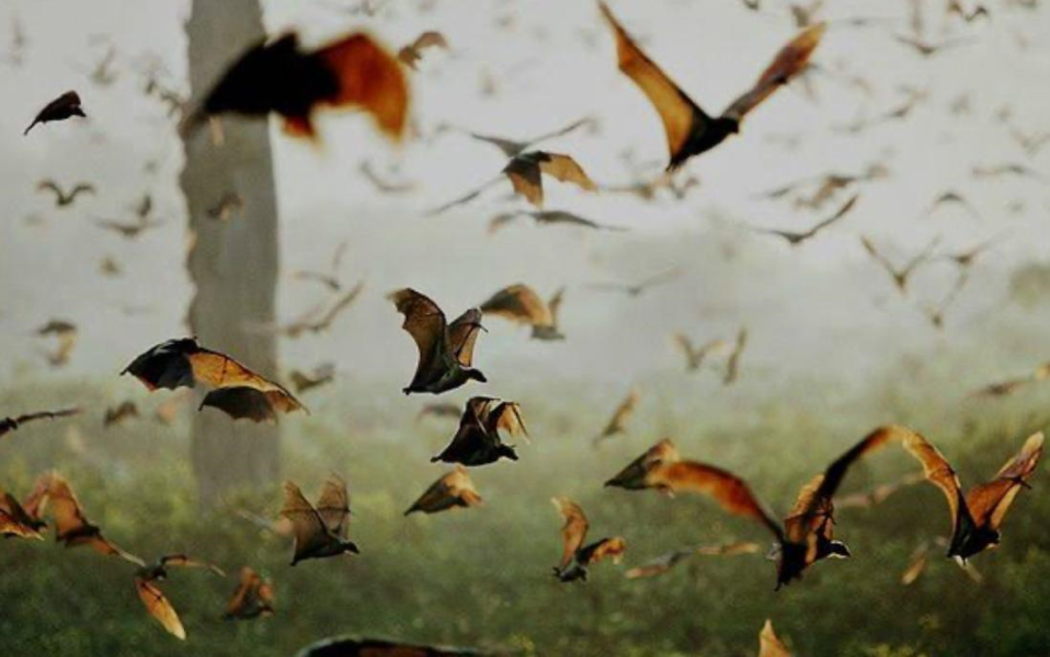 La mayor migración de mamiferos por aire.