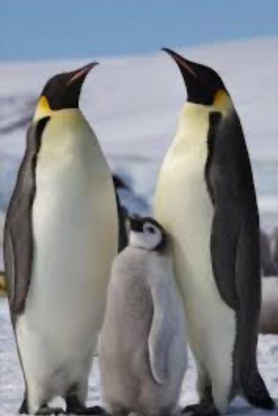 Los pingüinos pueden dar grandes saltos.