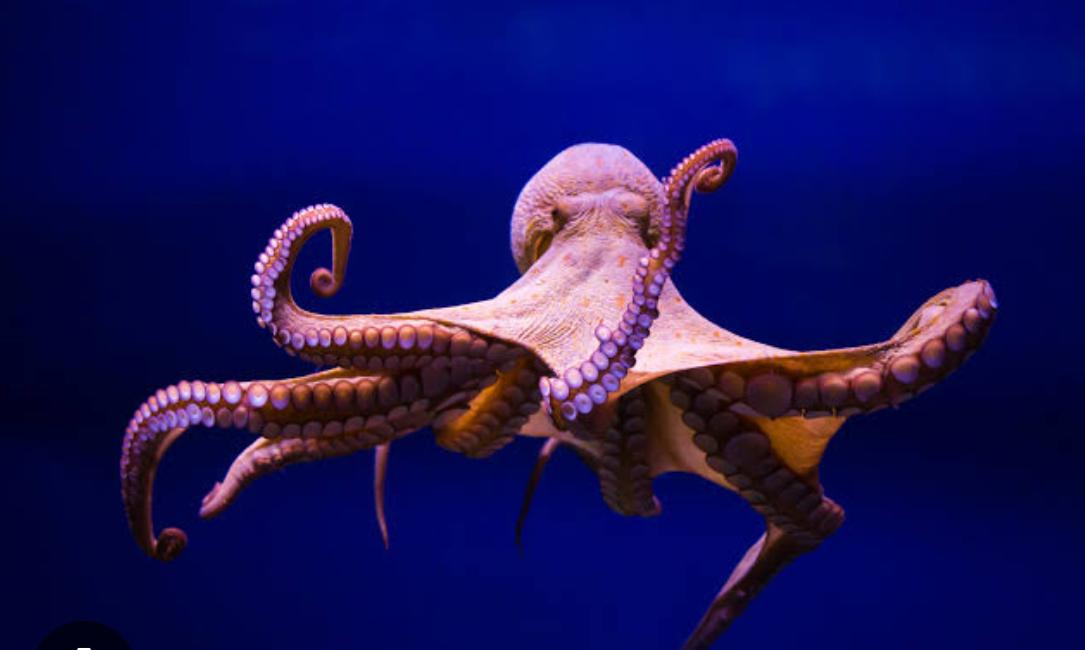 Los pulpos tienen tres corazones.