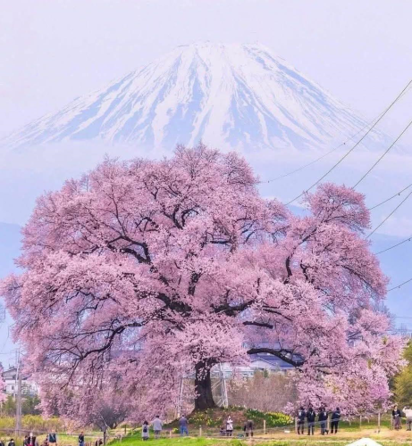 ¡Esto es Wanitsuka no Sakura, una famosa flor de cerezo que tiene más de 330 años!