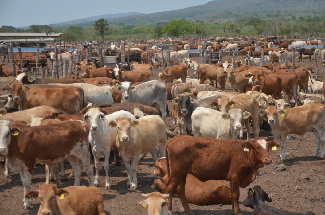 Fortalece Tamaulipas medidas sanitarias contra el gusano barrenador.