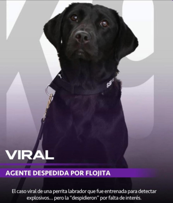 Su primera chambaaa… y la última 🐶💼💤