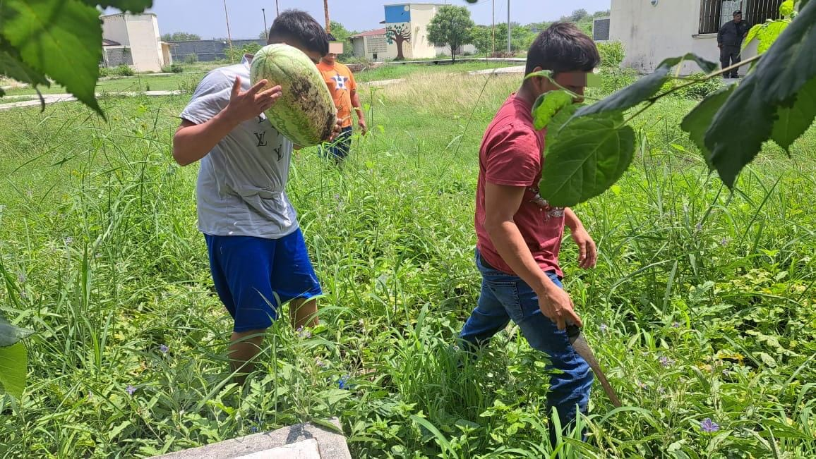 Adolescentes en conflicto con la Ley Penal siembran y cosechan sandías en huertos comunitarios