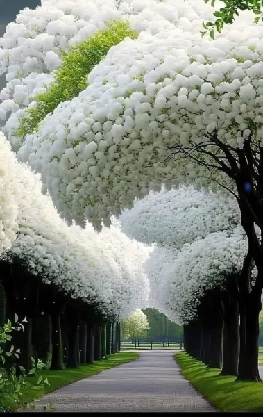 Flor de arándano japonés