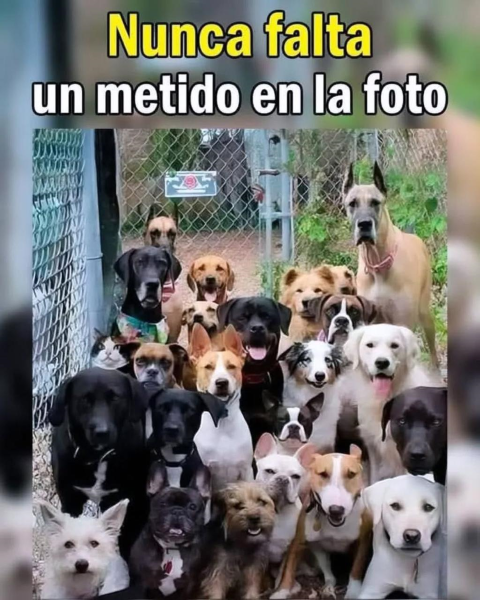 NUNCA FALTA UN METIDO EN LA FOTO.