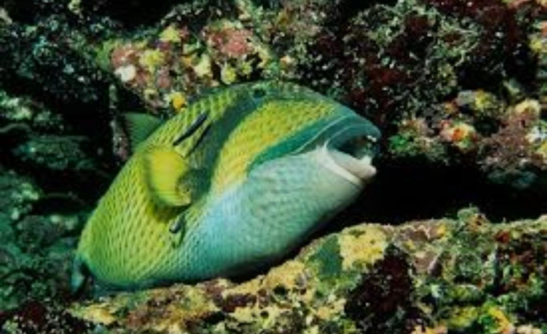 ¿Sabes si los peces duermen?