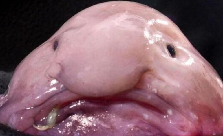 El animal más feo del mundo.