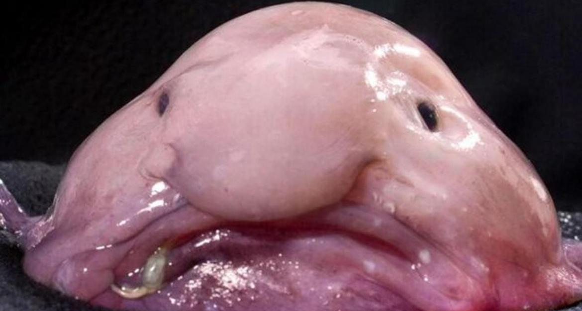 El animal más feo del mundo.