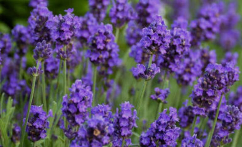 Lavanda: Auxilia contra la ansiedad.