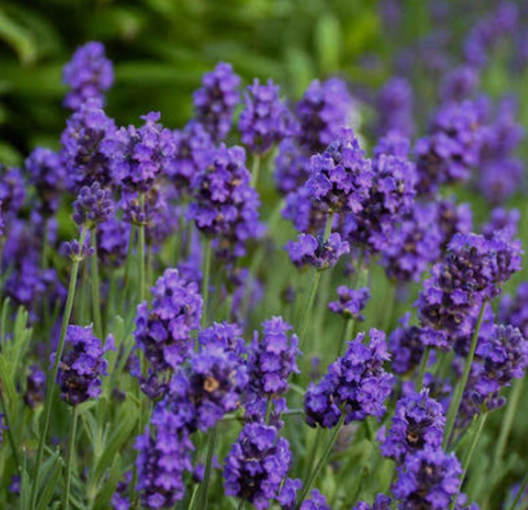 Lavanda: Auxilia contra la ansiedad.
