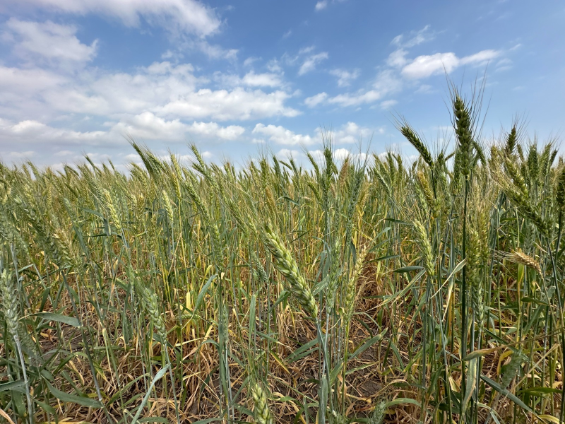 Promueven gobierno federal y estatal la siembra de trigo en el norte de Tamaulipas.