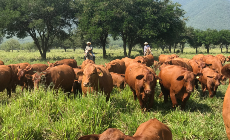Con protocolos efectivos, Tamaulipas sigue libre de plagas pecuarias